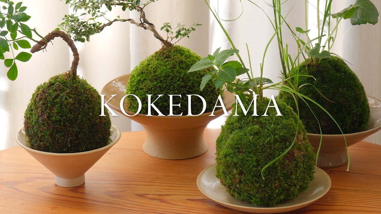 kokedama –